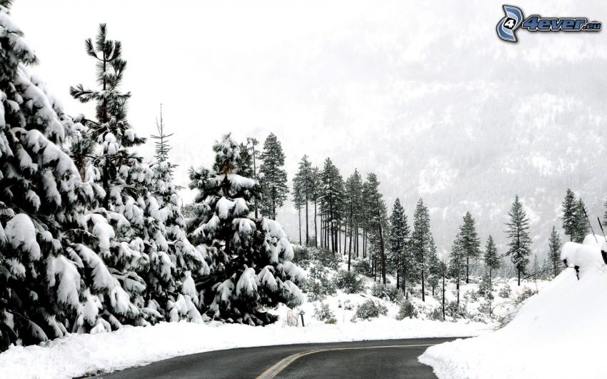 road, road curve, snowy landscape