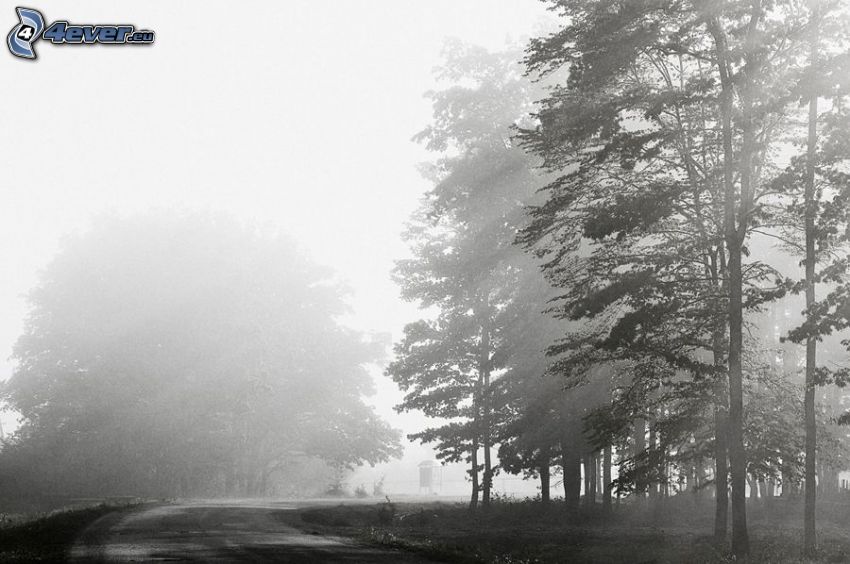 road, trees, fog, black and white