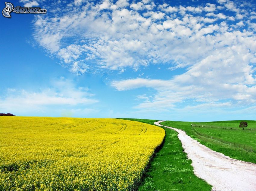 road, yellow field, clouds