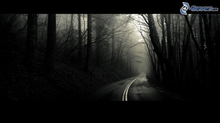 road through forest, black and white