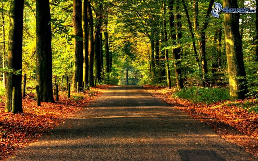 road through forest, dry leaves, trees, autumn