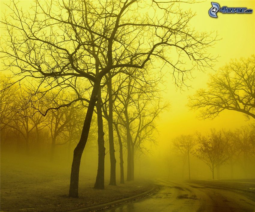 road through forest, fog, defoliate tree, yellow sky