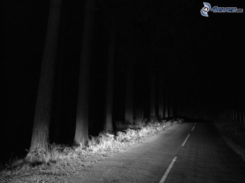 road through forest, forest at night, black and white