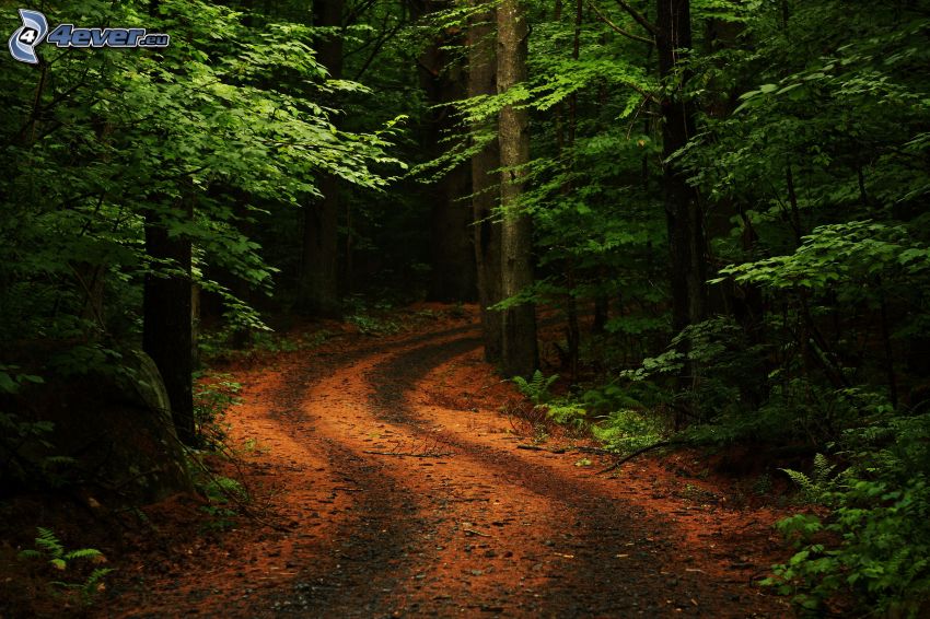road through forest, greenery