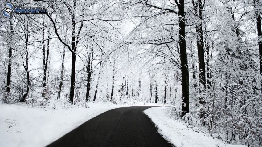 road through forest, snowy trees