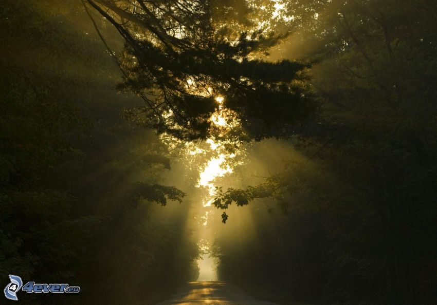 road through forest, sunbeams