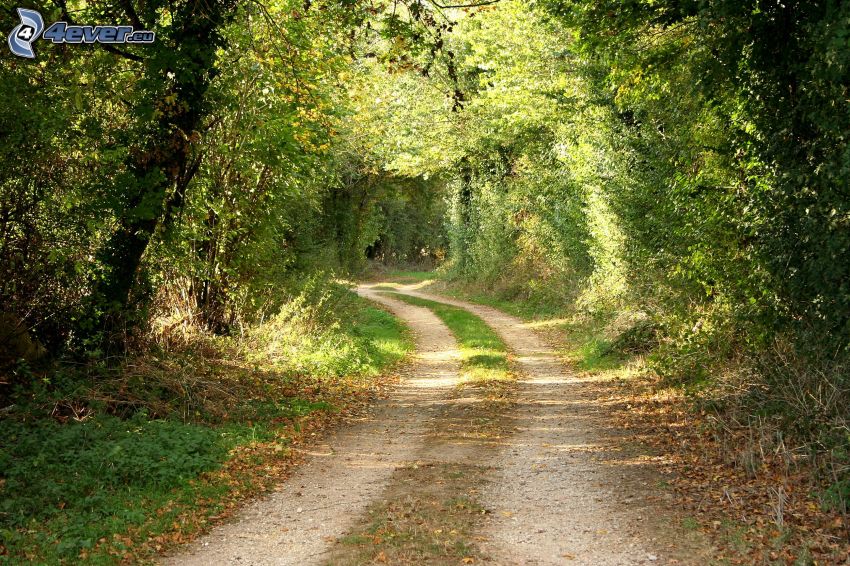 road through forest