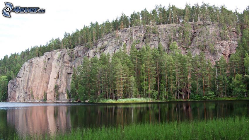 rock, coniferous trees, lake
