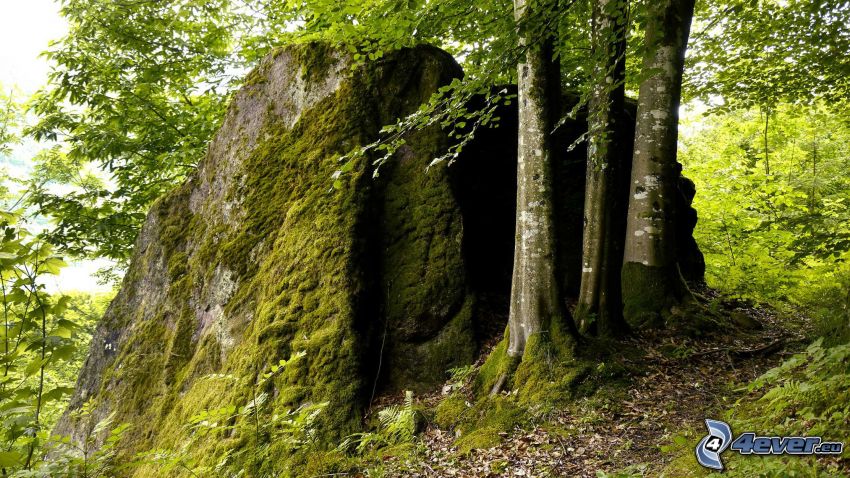 rock, forest, moss