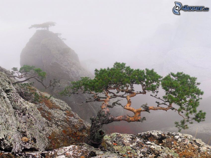 rocks, tree, fog