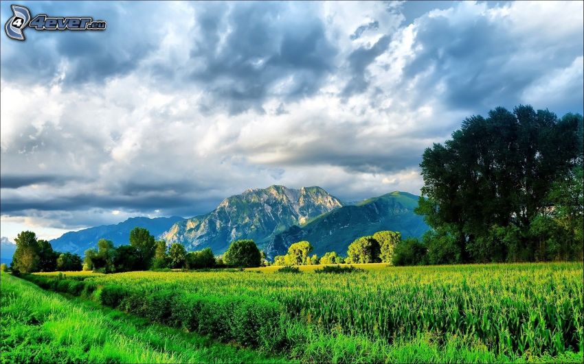 rocky mountains, field, trees, clouds