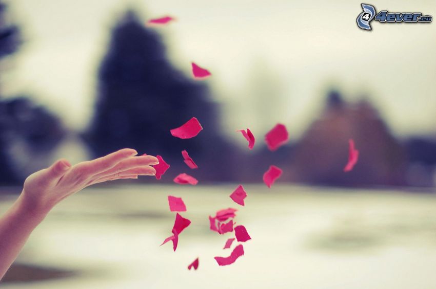 rose petals, hand