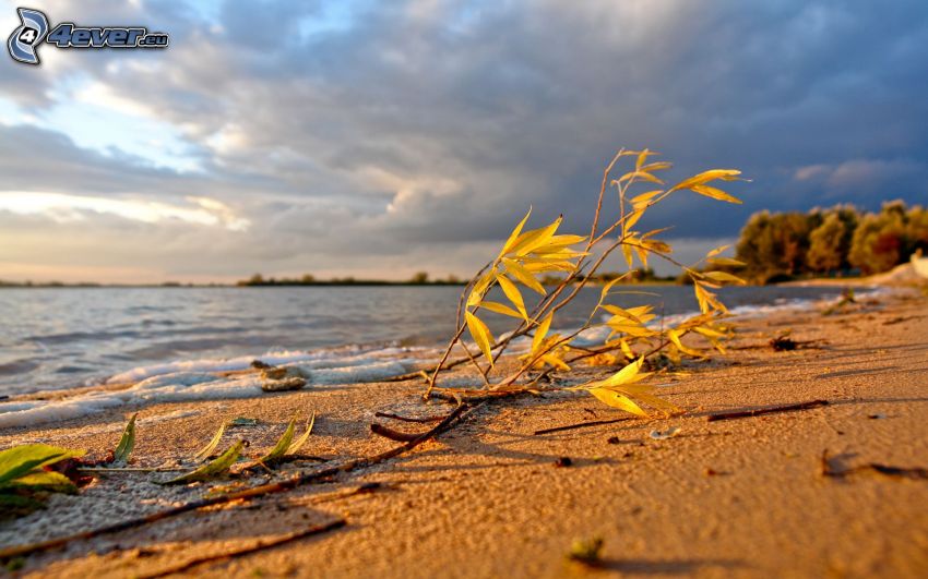 sandy beach, twig, yellow leaves, lake