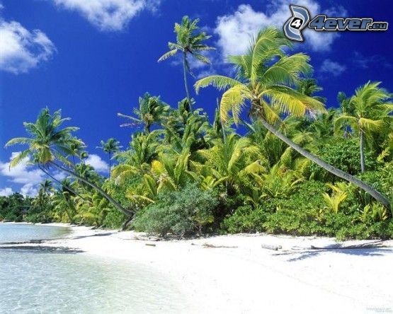 beach, landscape, palm tree