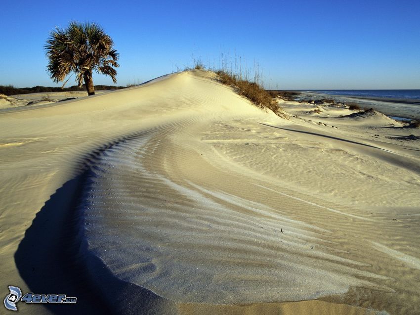 beach, palm tree, sea, sand