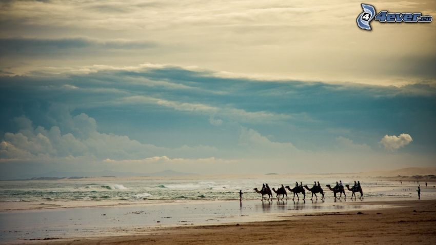 bedouins on camels, sea, sandy beach