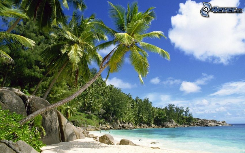 coast, palm trees, sea