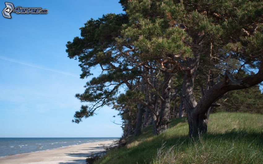 coniferous trees, sandy beach, sea