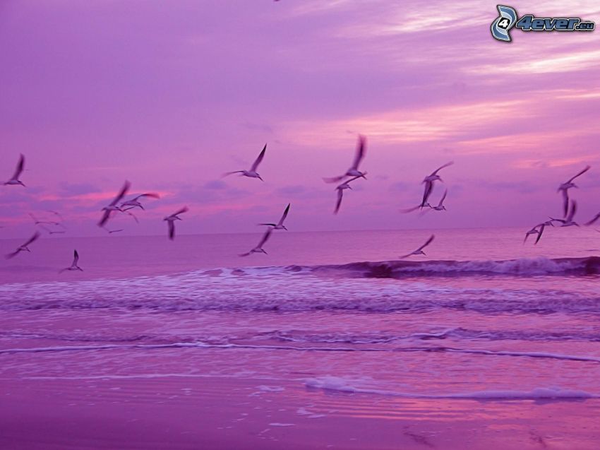 flock of birds, sea