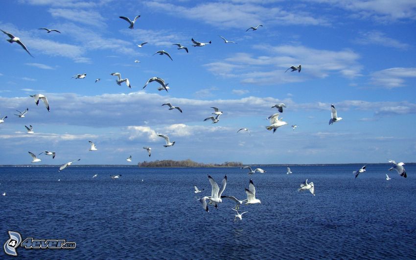 gulls, sea, flock of birds, island