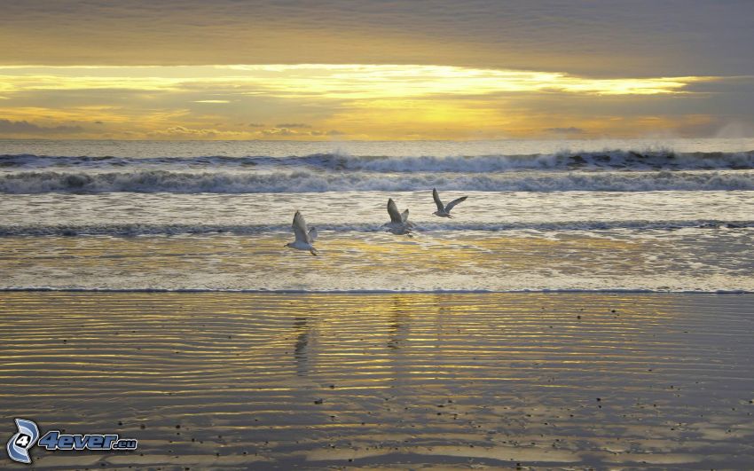 gulls, waves on the shore, beach at sunset, sea
