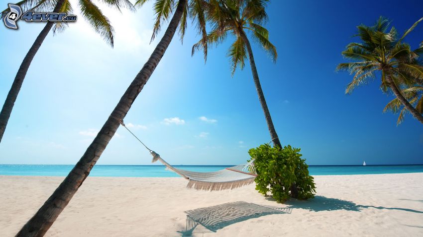 hammock, palm trees, sandy beach, summer azure sea
