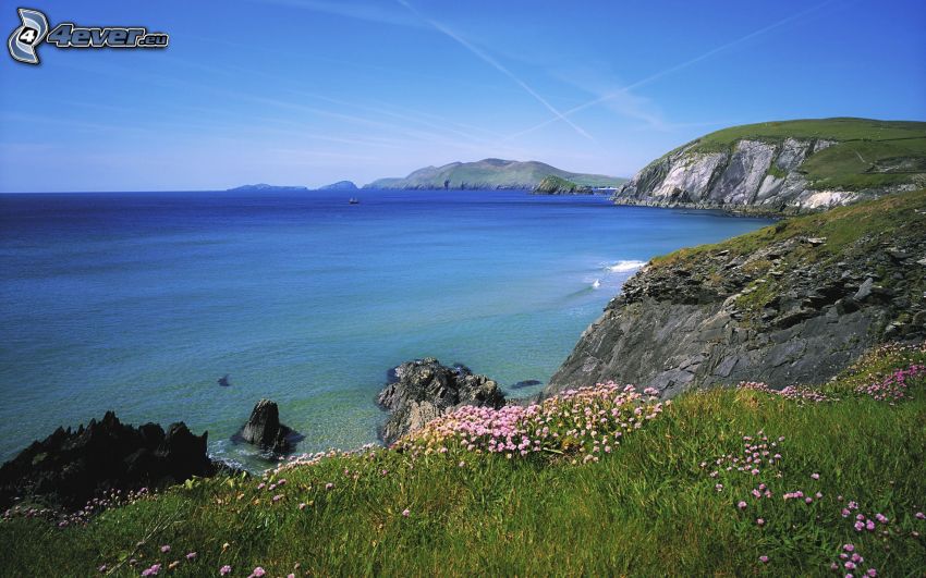 Irish rocky coast, flowers, sea