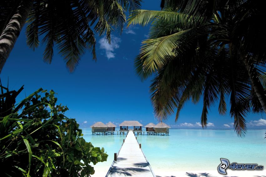 Maldives, palm trees, wooden pier, sea