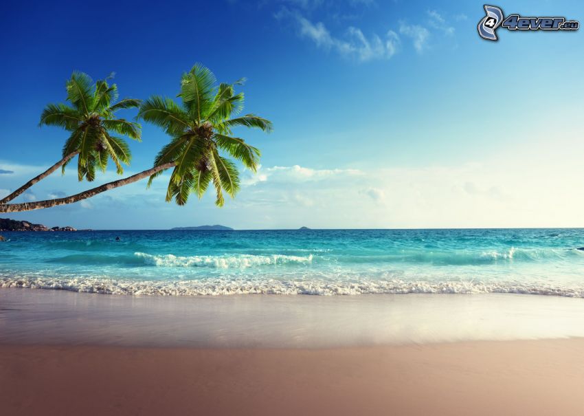 open sea, palm trees, sandy beach