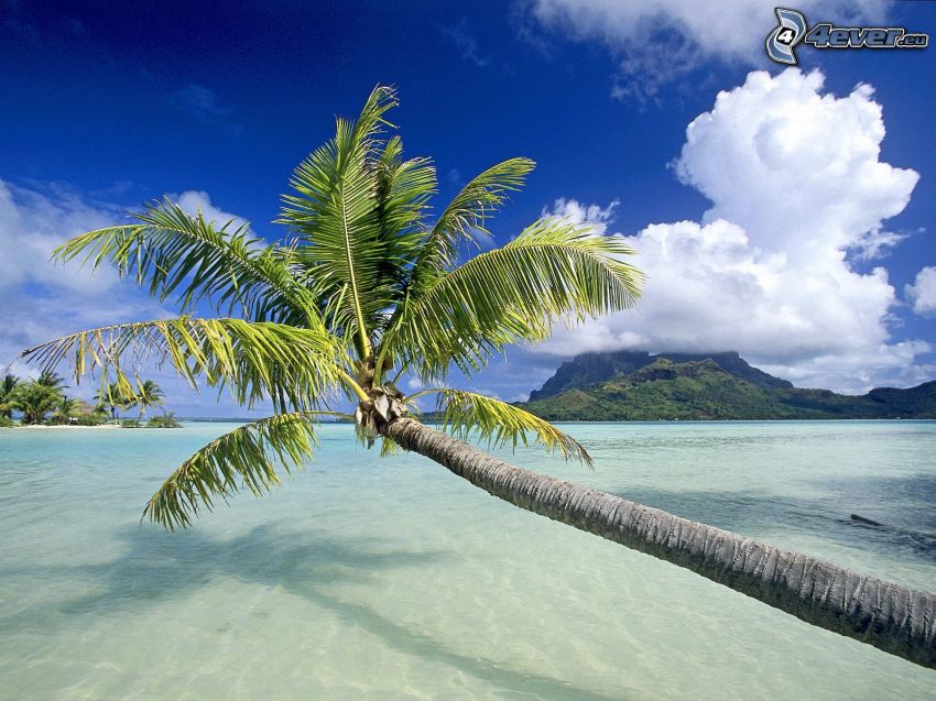 palm over sea, azure sea, clouds, island