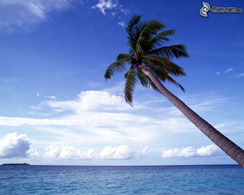palm over sea, ocean, clouds, island