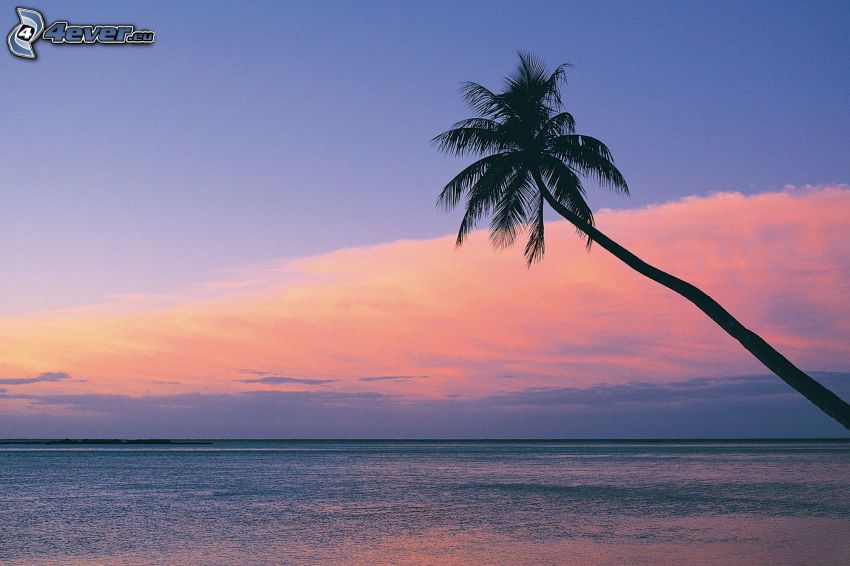 palm over sea, sunset over the sea