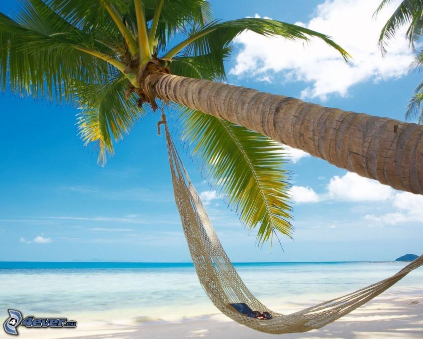 palm tree over sandy beach, deck chair, sea