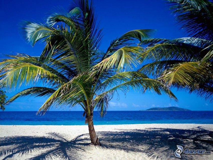 palm tree over sandy beach, sea