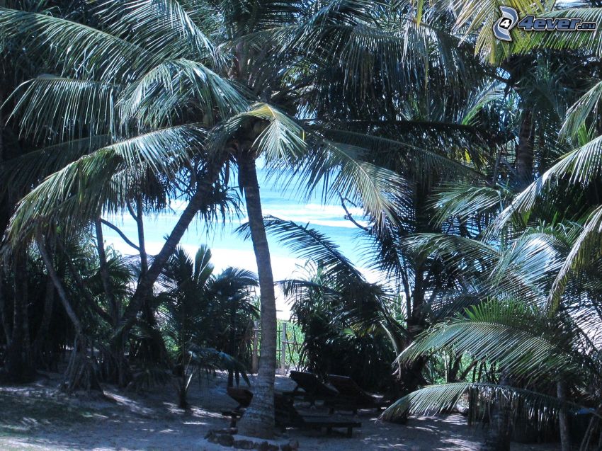 palm trees, lounger, sea