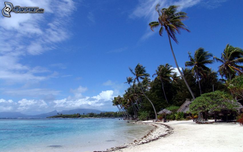 palm trees, sandy beach, sea