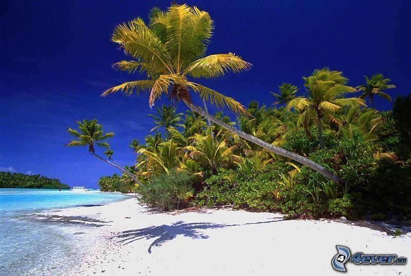 palm trees on the beach, sand, sea