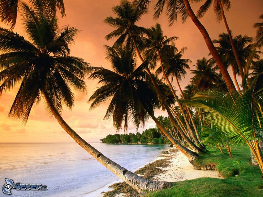 palm trees on the beach, sea
