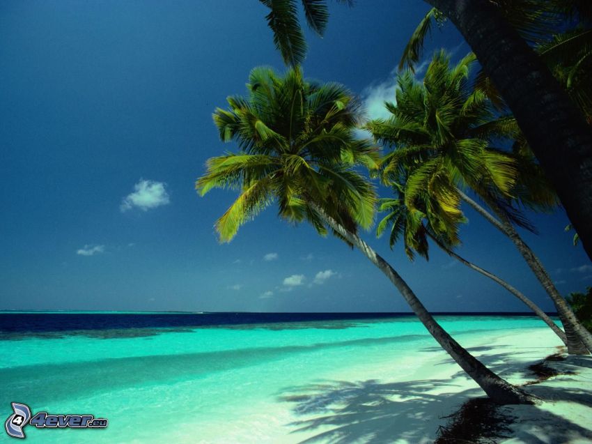 palm trees over the sea, azure sea, beach