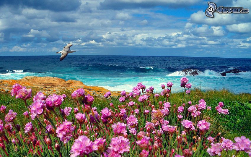 pink flowers, seagull, sea