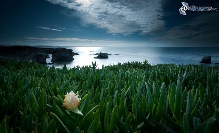 plants, sea, night