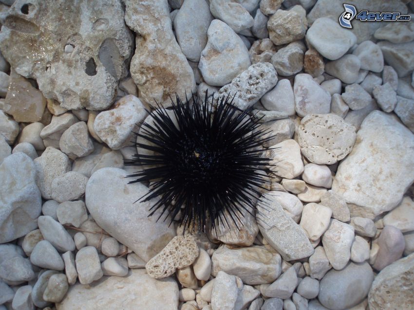 porcupine fish, rocks, Croatia