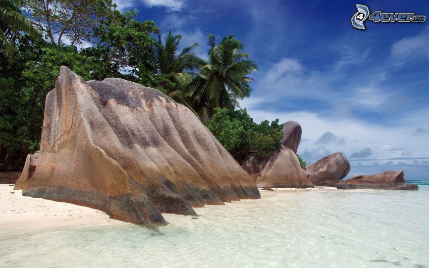 rock on the beach, sandy beach, palm trees
