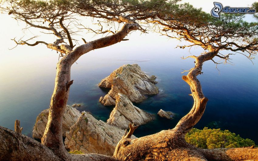 rocks in the sea, trees