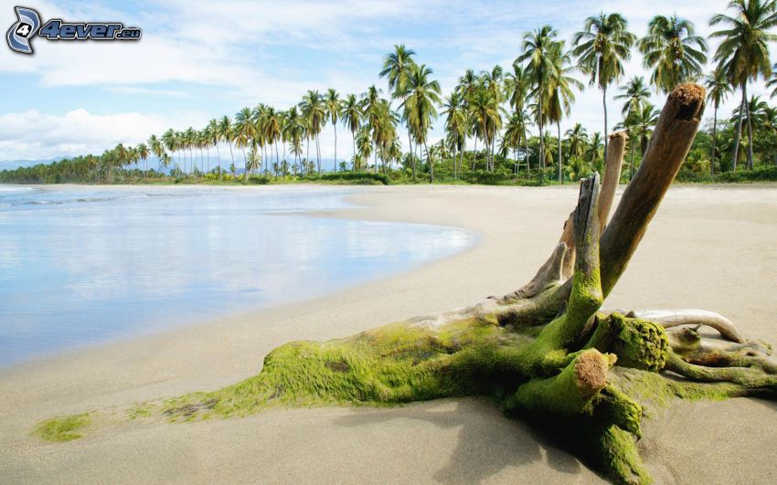 roots, moss, sandy beach, sea, palm trees