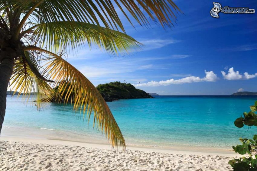 sandy beach, azure sea, palm tree, sky