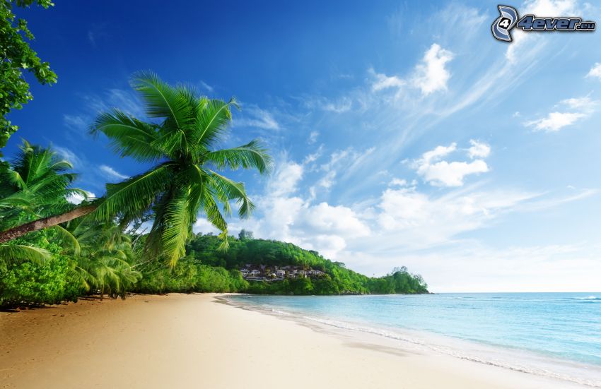 sandy beach, palm tree, sea