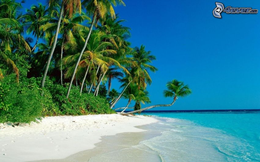 sandy beach, palm trees, azure sea
