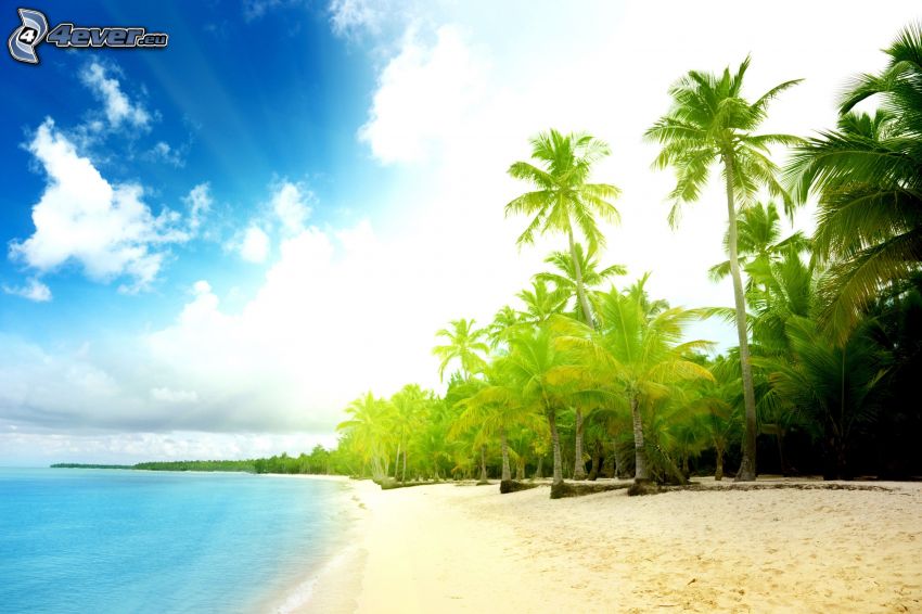 sandy beach, palm trees on the beach, sea
