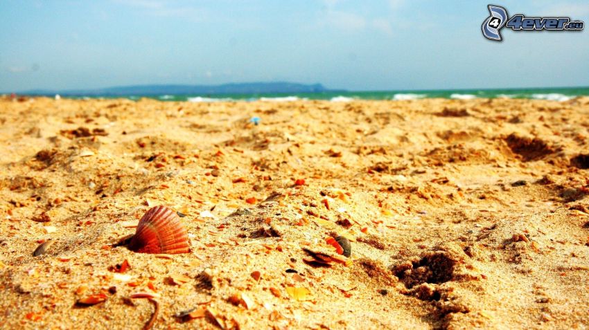 sandy beach, shells